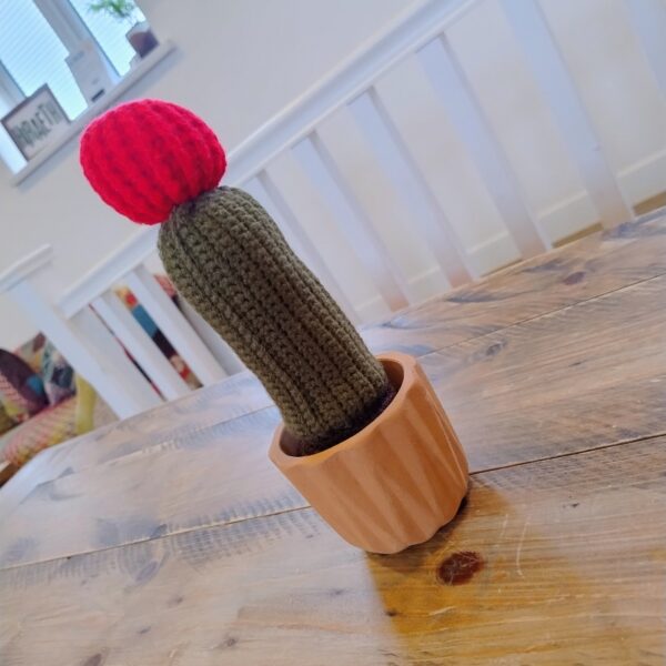 Red Top Cactus - Image 3